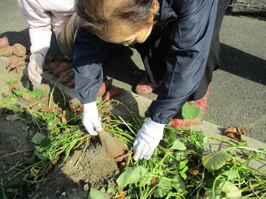 20171117_サンキ・ウエルビィ小規模多機能センター廿日市_芋ほり-3